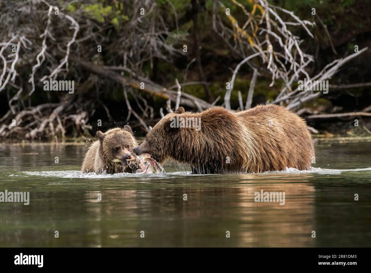 La madre grizzly e il cucciolo in un tiro alla fune per la carcassa di salmone, Chilko Lake, British Columbia Foto Stock