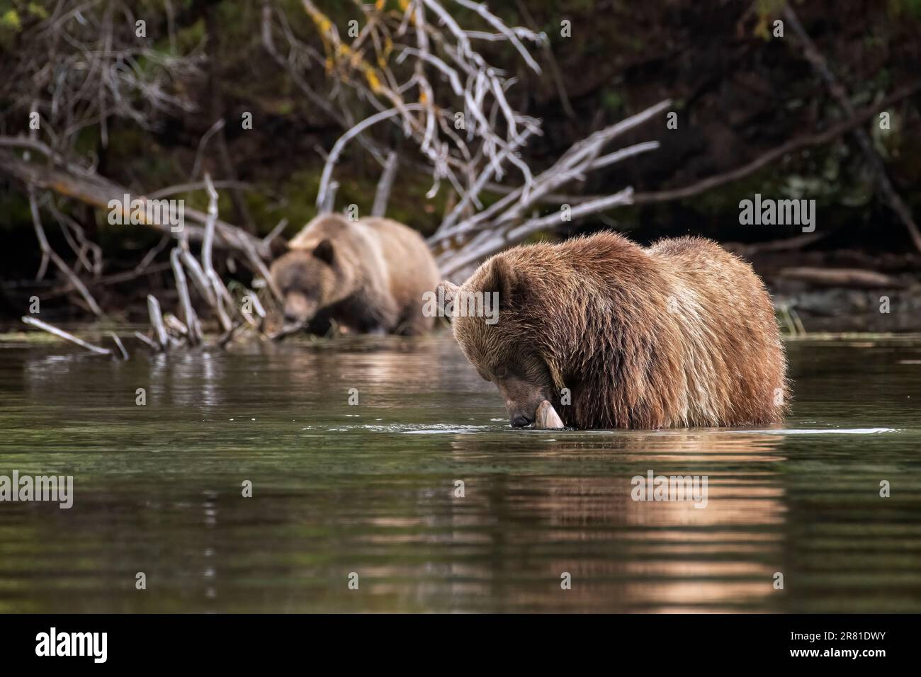 La madre di Grizzly cattura un salmone mentre il suo cucciolo guarda dalla riva, il lago Chilko, British Columbia Foto Stock