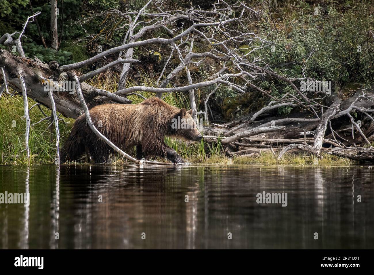 Orso Grizzly che naviga attraverso il vicolo cieco lungo la riva, il lago Chilko, British Columbia Foto Stock
