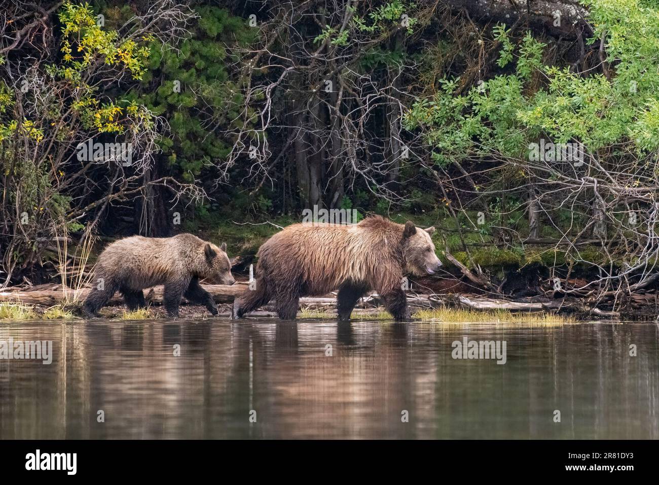 Cucciolo che segue la madre grizzly lungo il litorale con foglie autunnali, Chilko Lake, British Columbia Foto Stock