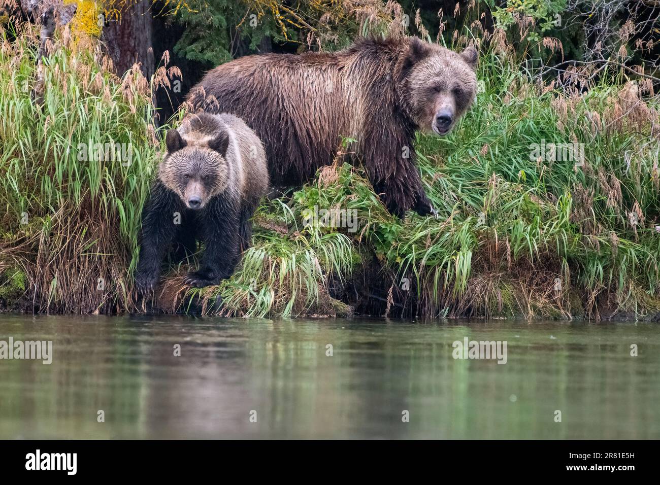 Madre e cucciolo grizzly vicino all'acqua dopo aver mangiato una carcassa di salmone, Chilko Lake, British Columbia Foto Stock