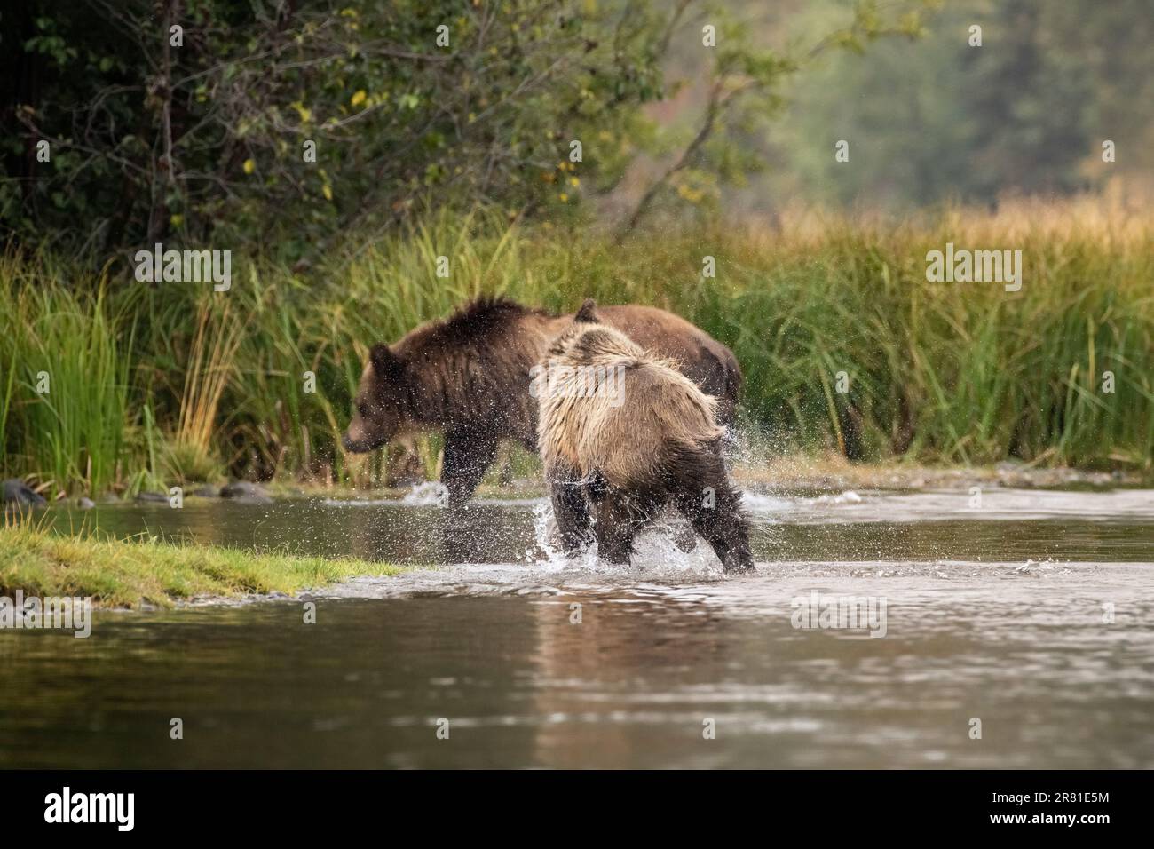 Le goccioline d'acqua volano come un cucciolo grizzly che tremano dopo una nuotata, sul lago Chilko, British Columbia Foto Stock