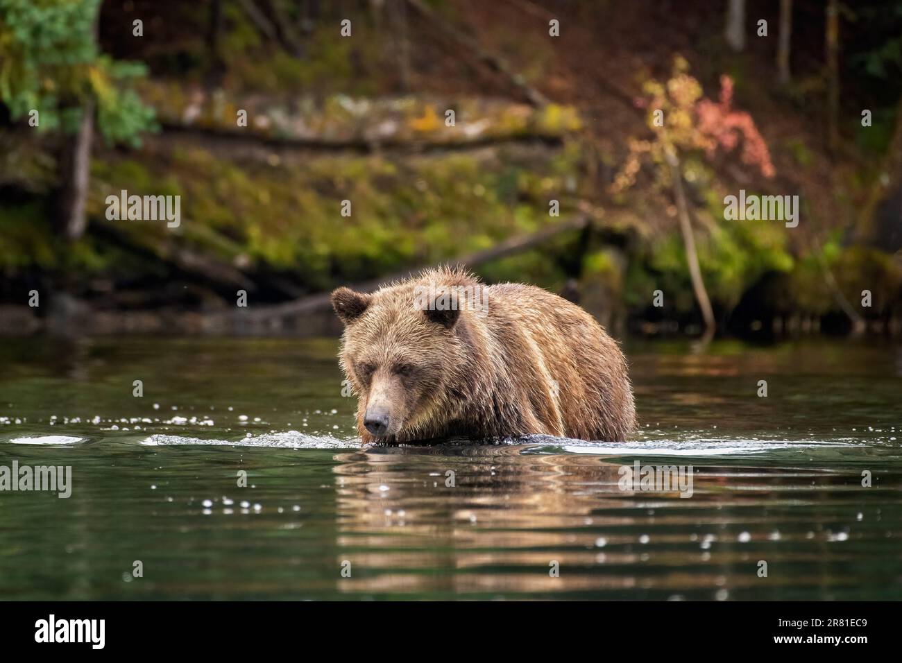 Grizzly che stuzzica il salmone sott'acqua, lago Chilko, British Columbia Foto Stock
