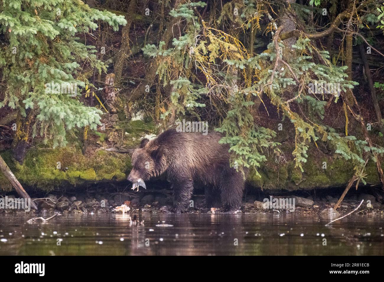 Grizzly Cub ne mangia un po' di salmone sulla costa, Chilko Lake, British Columbia Foto Stock