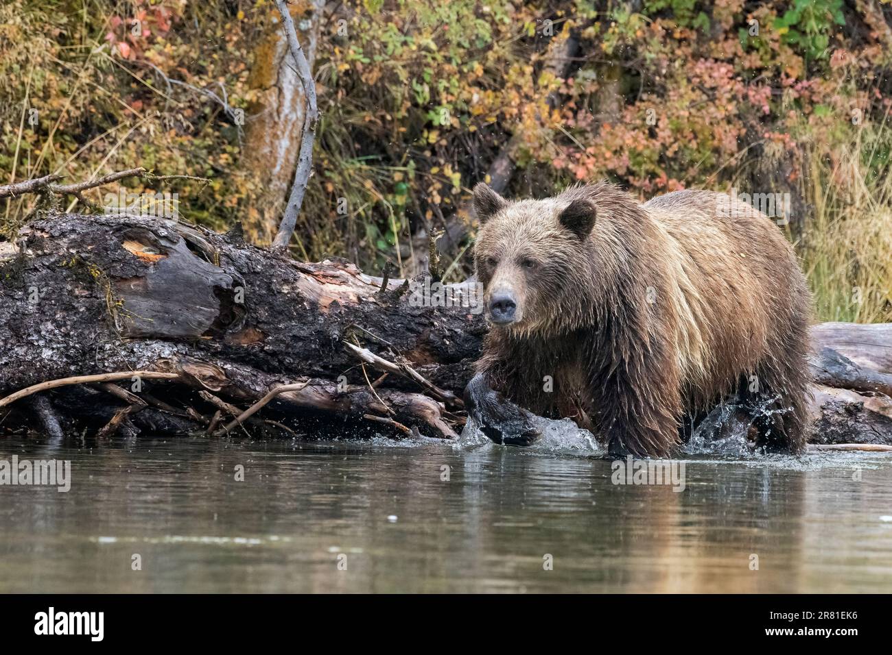 Cucciolo di grizzly più vecchio che si muove rapidamente attraverso l'acqua da un tronco, Chilko Lake, British Columbia Foto Stock