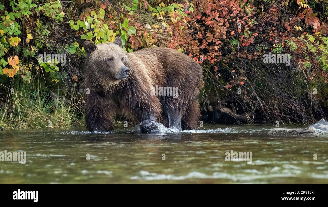 Cucciolo grizzly del secondo anno vicino alla costa con foglie autunnali, lago Chilko, British Columbia Foto Stock