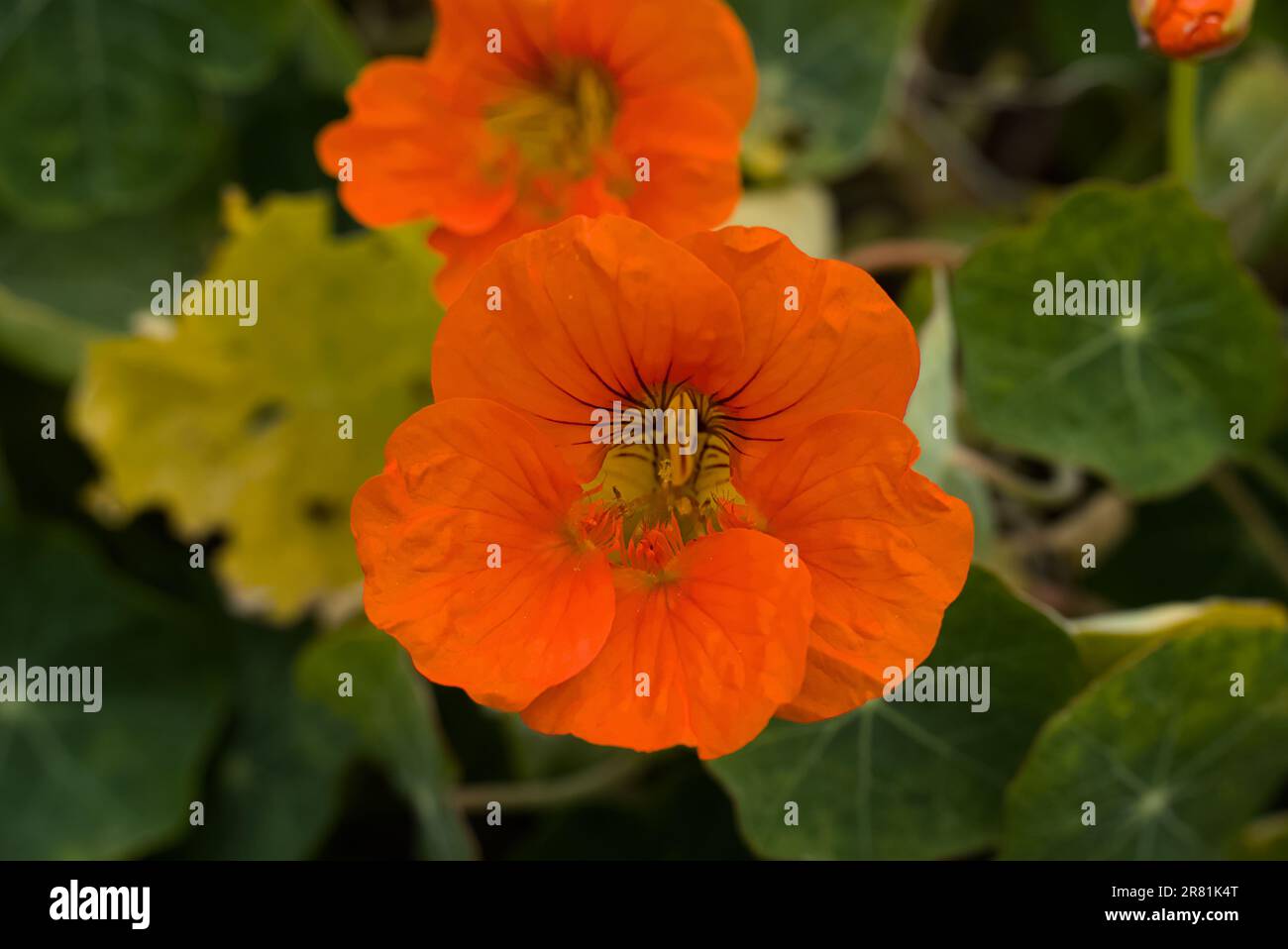 Primo piano dei fiori di nasturzio Jewel. Foto Stock