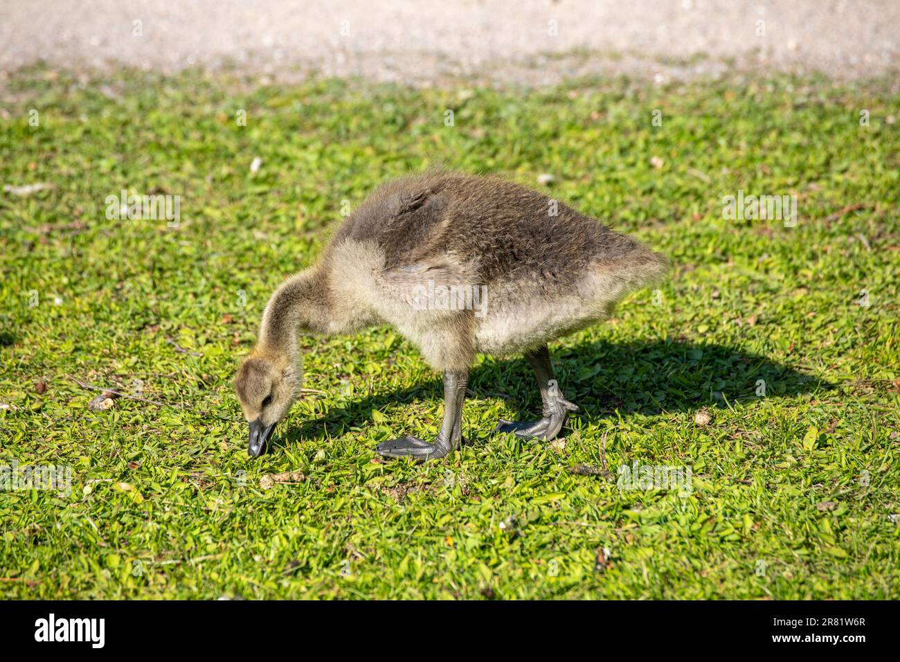 Canada Goose (Branta canadensis) gosling mangiava erba nel distretto di Vähä-Meilahti di Helsinki, Finlandia Foto Stock