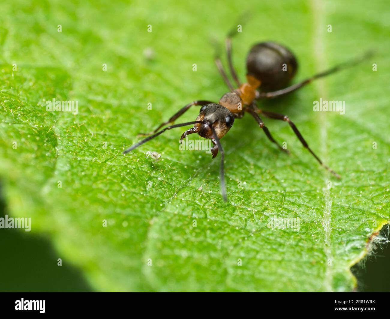 Tuffati nel mondo in miniatura di creature accattivanti: Macro Magic: Un'occhiata ravvicinata rivela la bellezza e la meraviglia degli insetti, dove ogni dettaglio contiene Foto Stock