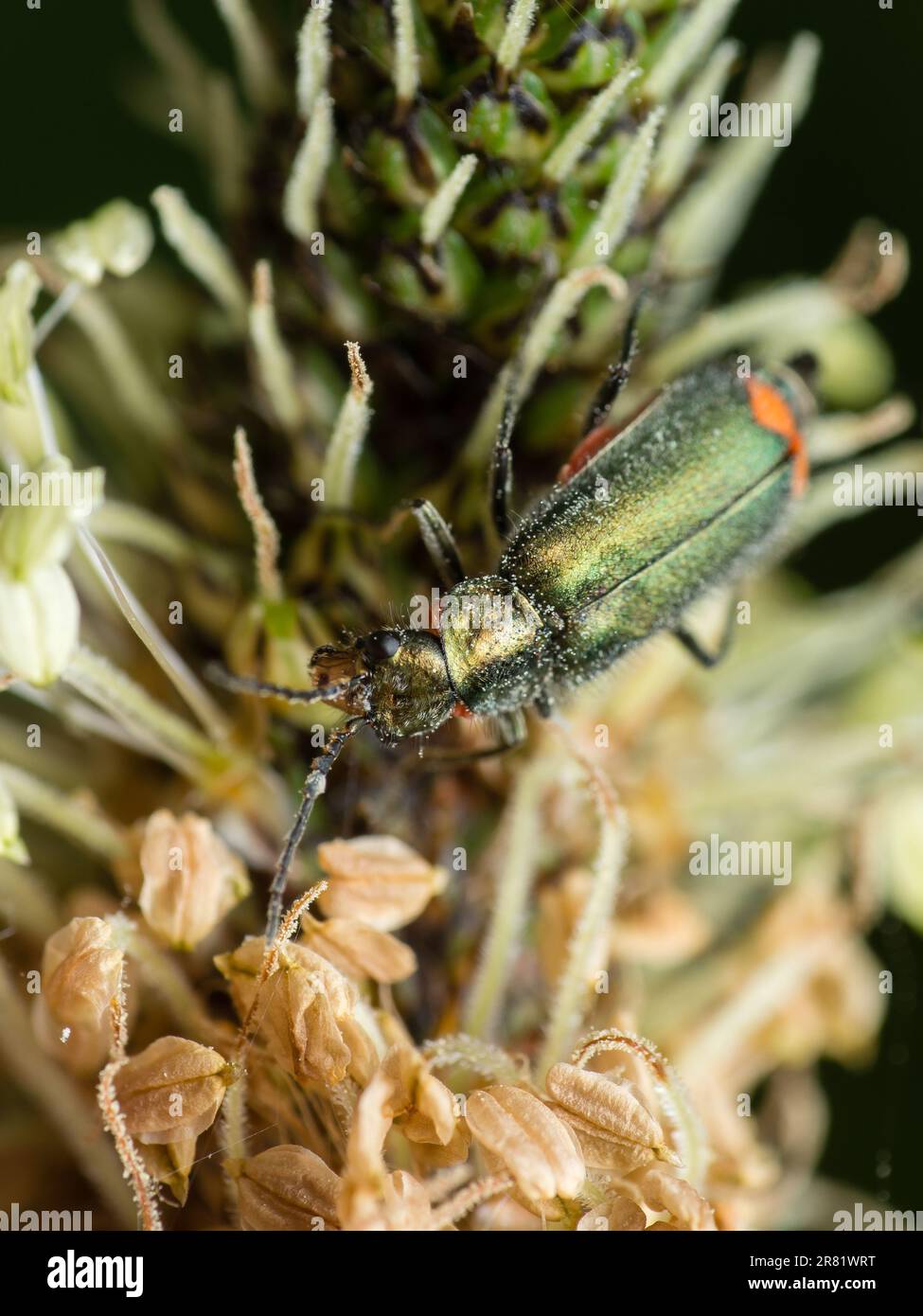 Tuffati nel mondo in miniatura di creature accattivanti: Macro Magic: Un'occhiata ravvicinata rivela la bellezza e la meraviglia degli insetti, dove ogni dettaglio contiene Foto Stock