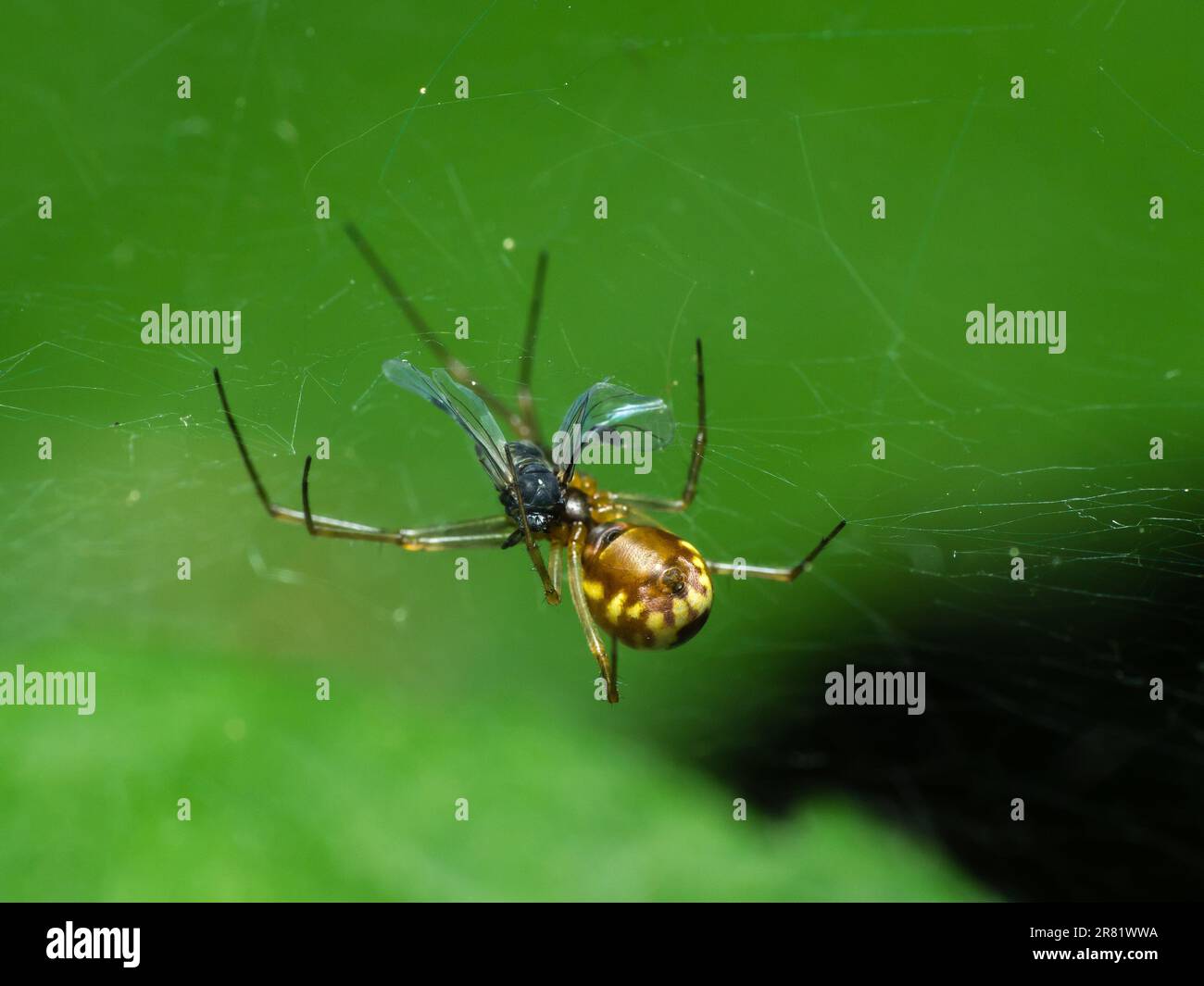 The Silent Hunter: Un ragno paziente si nasconde nella sua intricata rete, pronto a avventurarsi nelle vicinanze delle prede, mostrando il delicato equilibrio di pazienza della natura Foto Stock