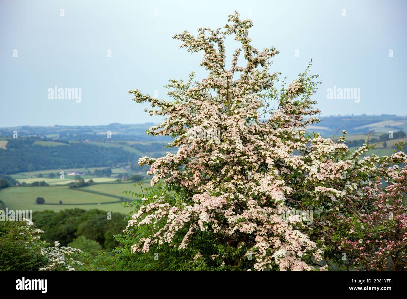 Biancospino in fiore, High Bickington, North Devon, Inghilterra, Regno Unito Foto Stock