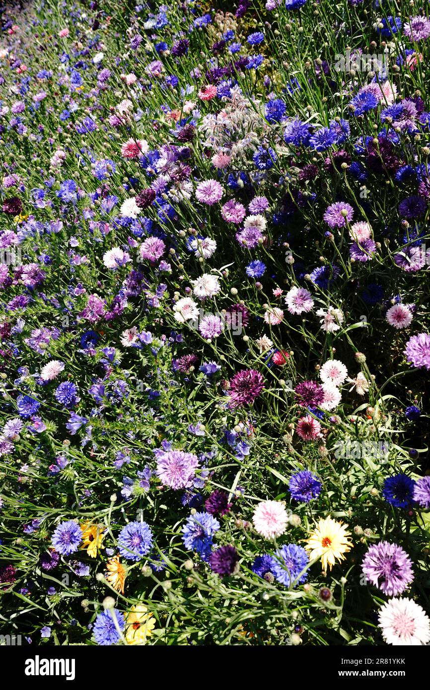 BBC Gardeners' World, NEC Birmingham Foto Stock