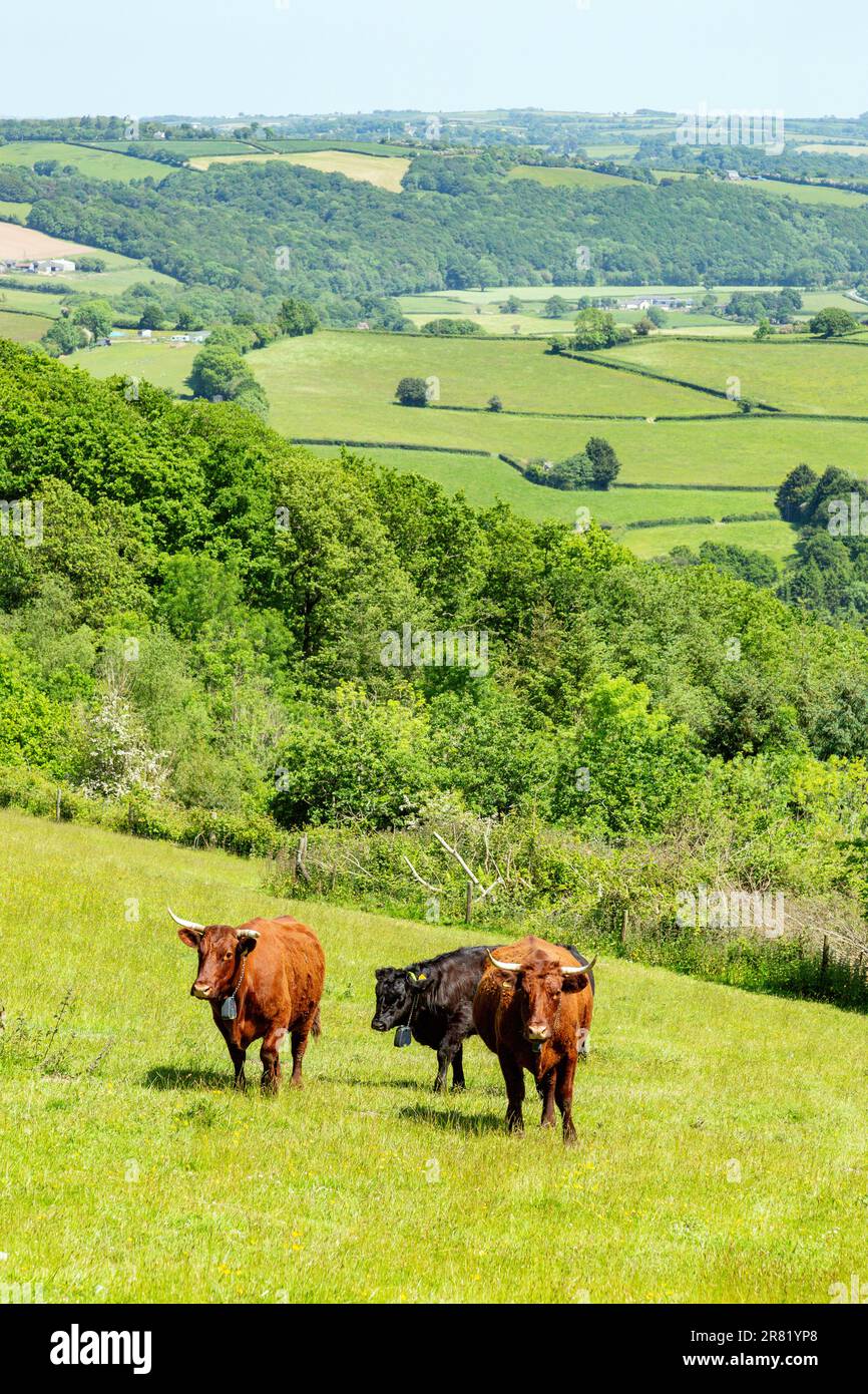 Red Devon mucche con GPS recinto virtuale NoFence collari tenerli in un paddock virtuale, High Bickington, Devon, Inghilterra, Regno Unito. Foto Stock