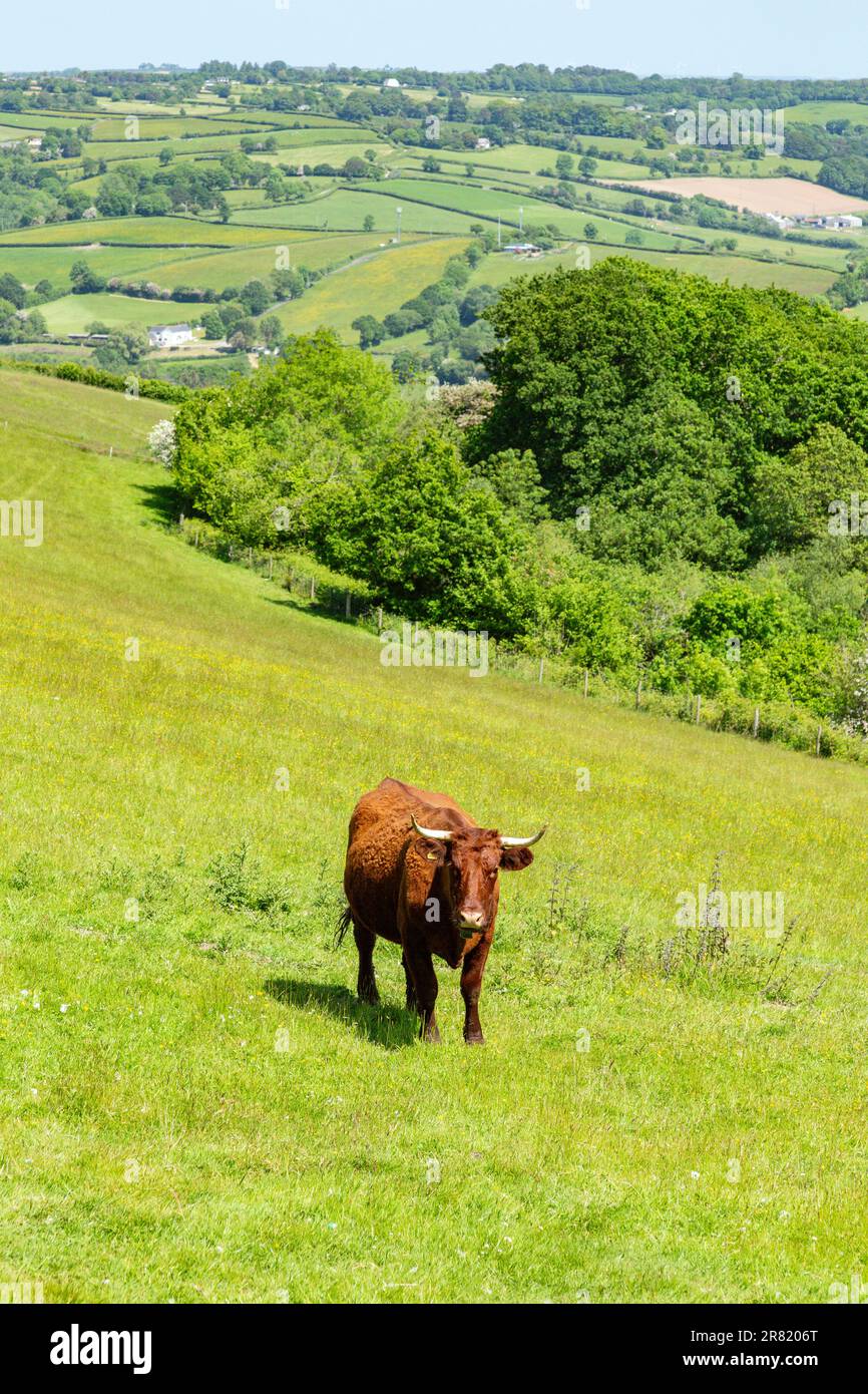 Red Devon mucca con GPS recinto virtuale NoFence collari tenerli in un paddock virtuale, High Bickington, Devon, Inghilterra, Regno Unito. Foto Stock