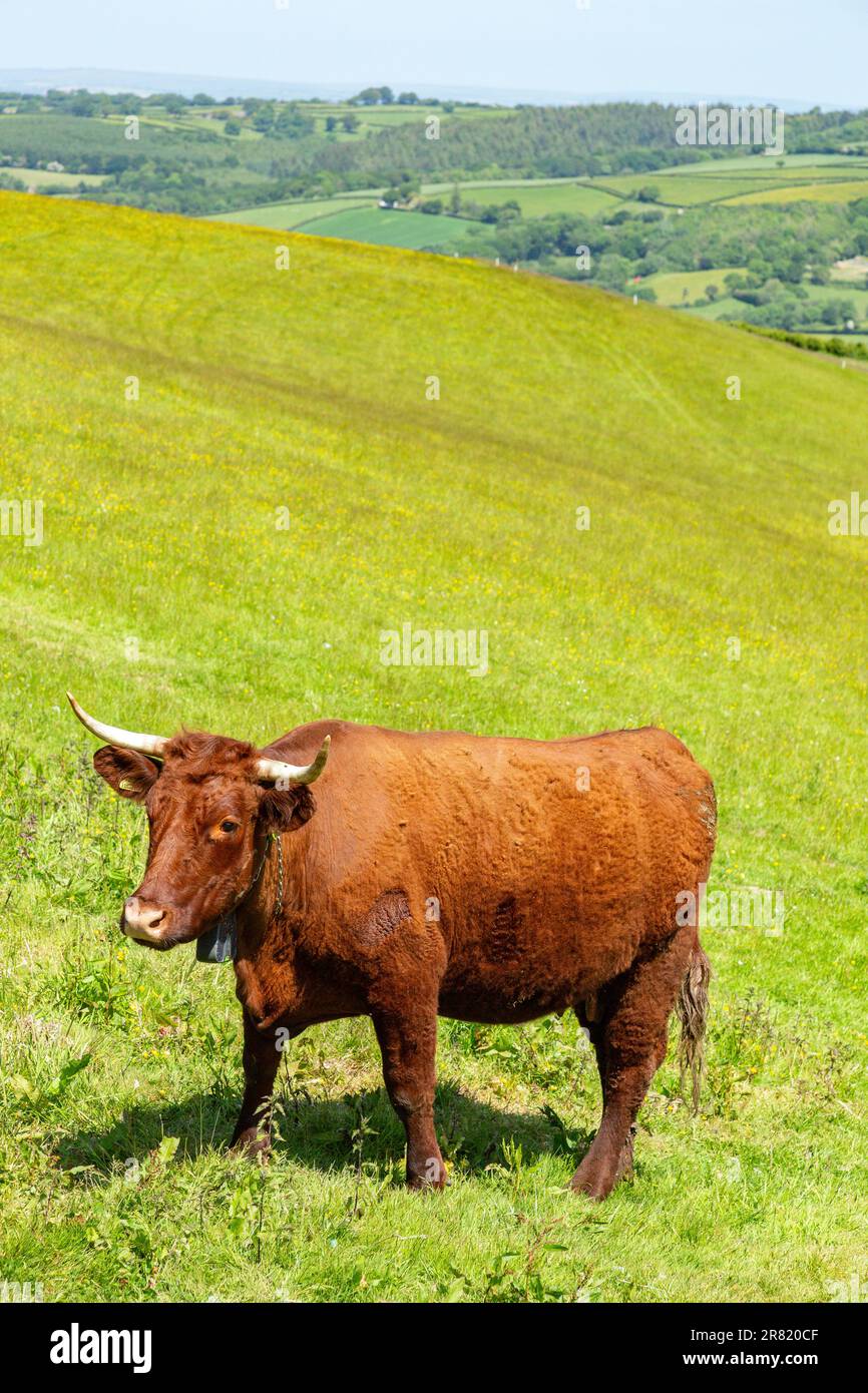 Red Devon mucca con GPS recinto virtuale NoFence collari tenerli in un paddock virtuale, High Bickington, Devon, Inghilterra, Regno Unito. Foto Stock