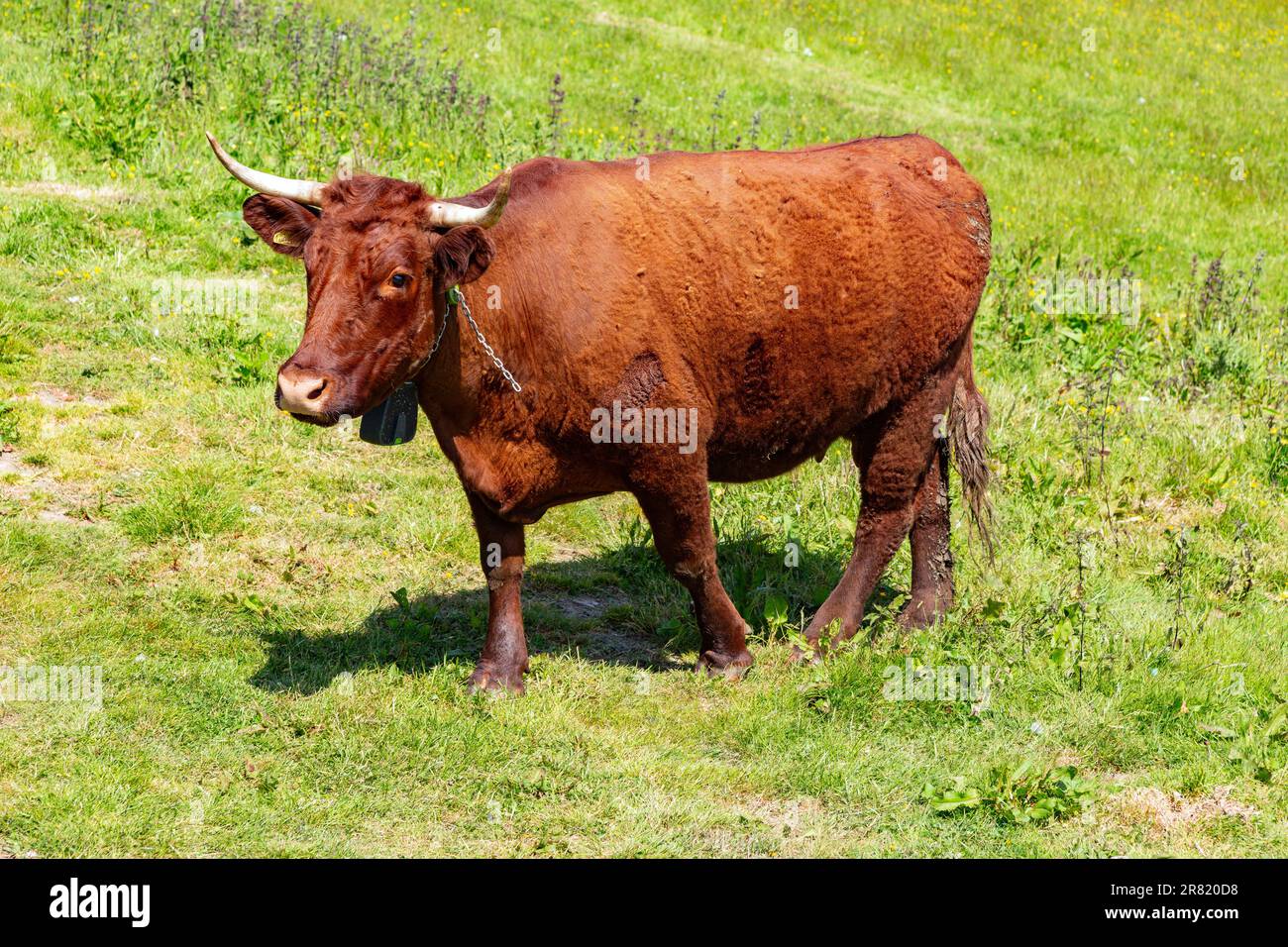 Red Devon mucca con GPS recinto virtuale NoFence collari tenerli in un paddock virtuale, High Bickington, Devon, Inghilterra, Regno Unito. Foto Stock
