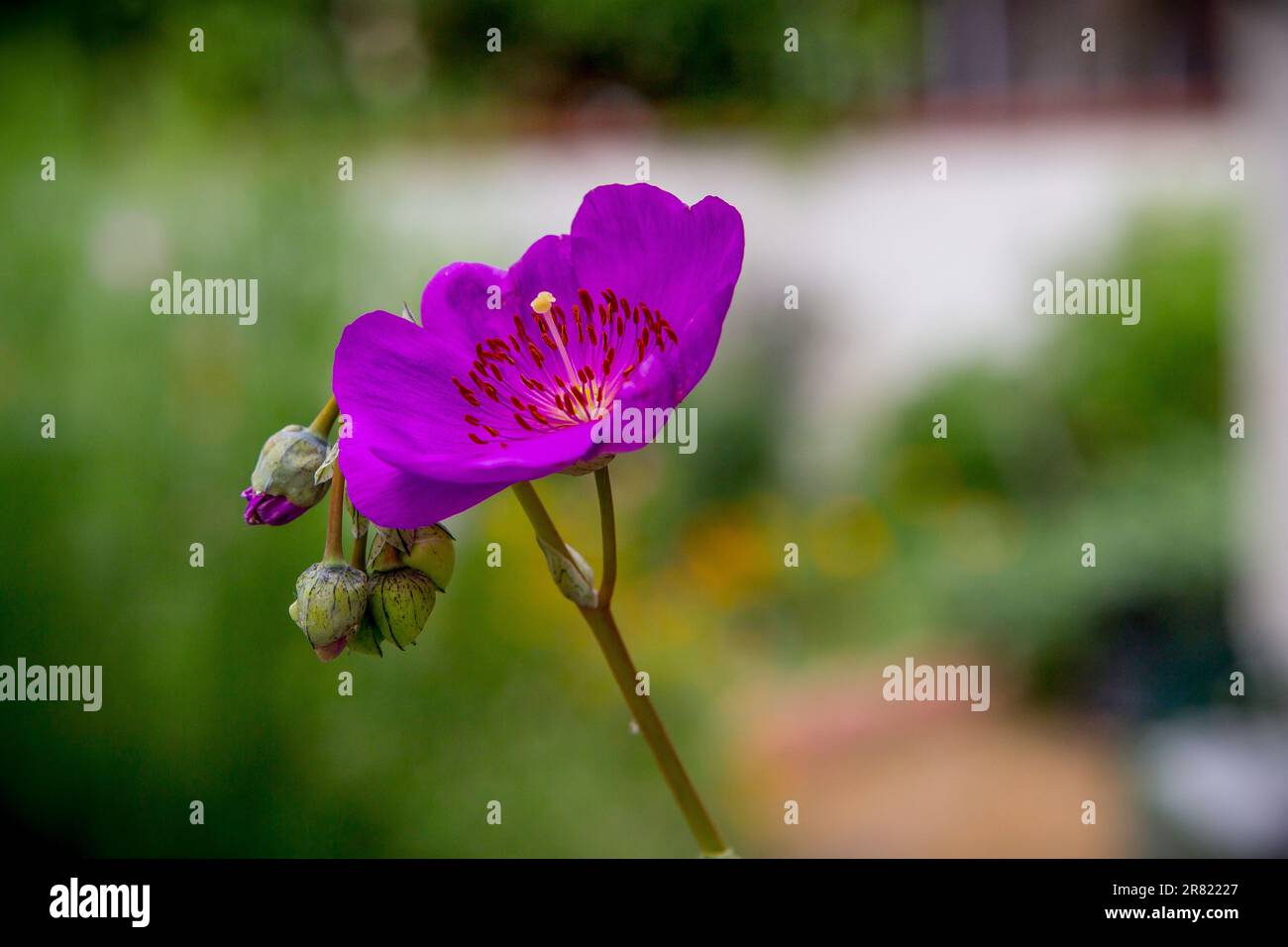 Rock Purslane Calandrinia spectabilis cresce in un contenitore su un patio nel sud della California ; USA Foto Stock