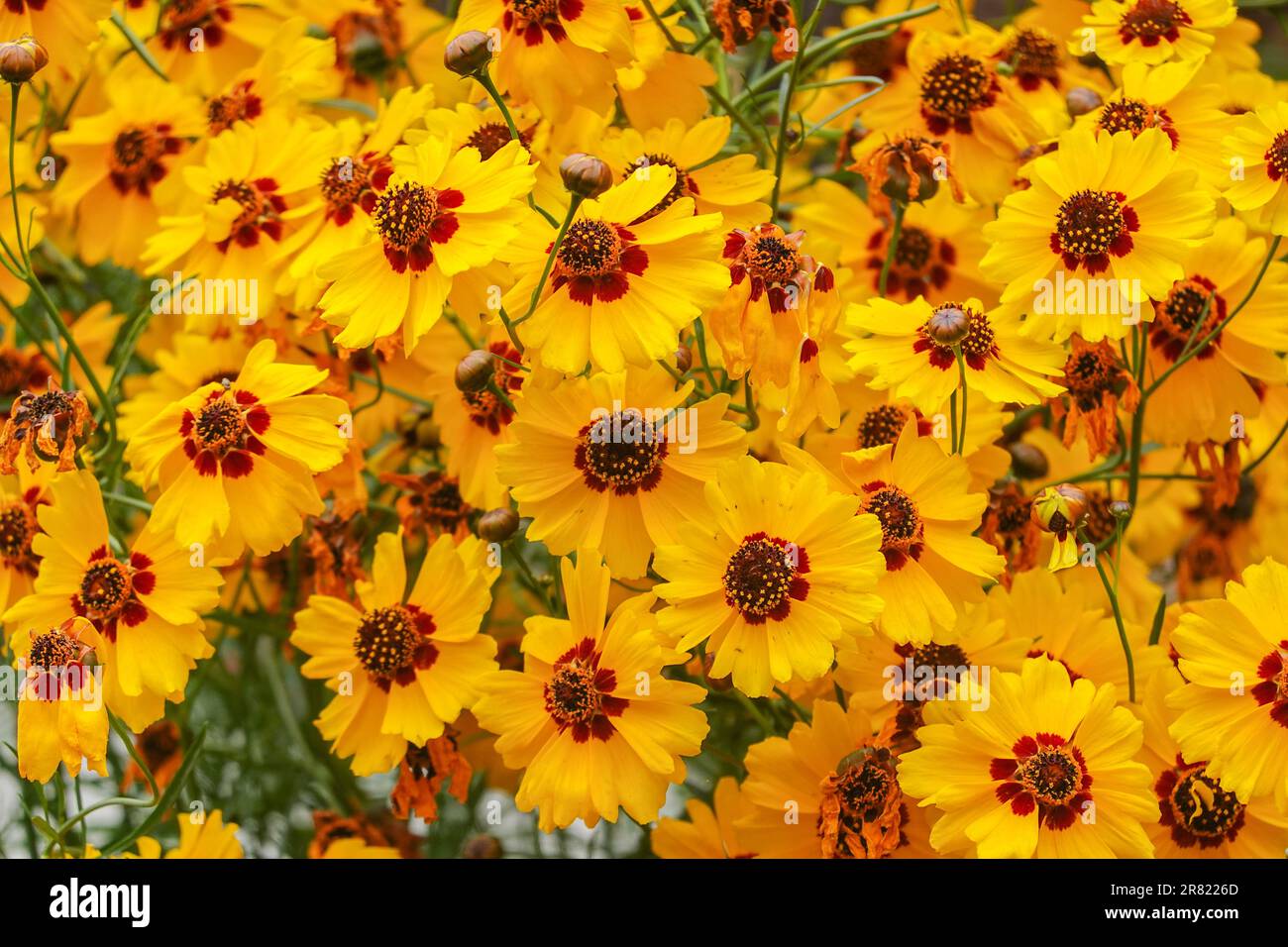 Coreopsis basalis , Golden Wave Coreopsis un fiore rosso e giallo che cresce nel giardino della California Foto Stock