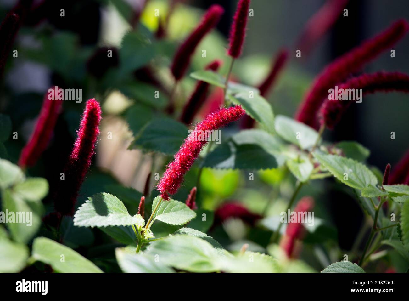 Pianta di ciniglia, coda di gatto calda rossa, Acalypha pendula in un contenitore nel giardino della California meridionale Foto Stock