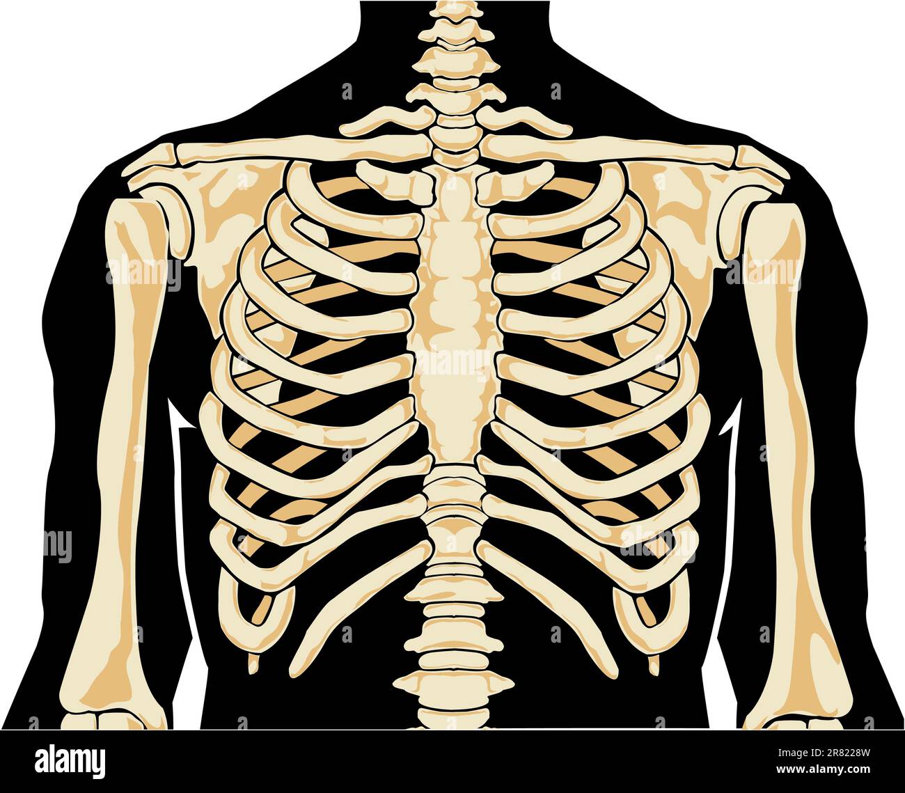 Anatomia umana. Torace. Illustrazione vettoriale. Illustrazione Vettoriale