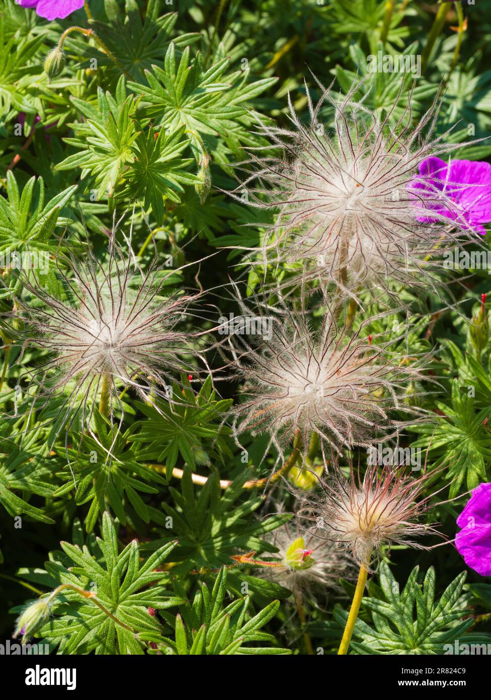 Teste di semi soffici del duro fiore perenne di pasque, Pulsatilla vulgaris tra il fogliame di geranio sanguineum Foto Stock