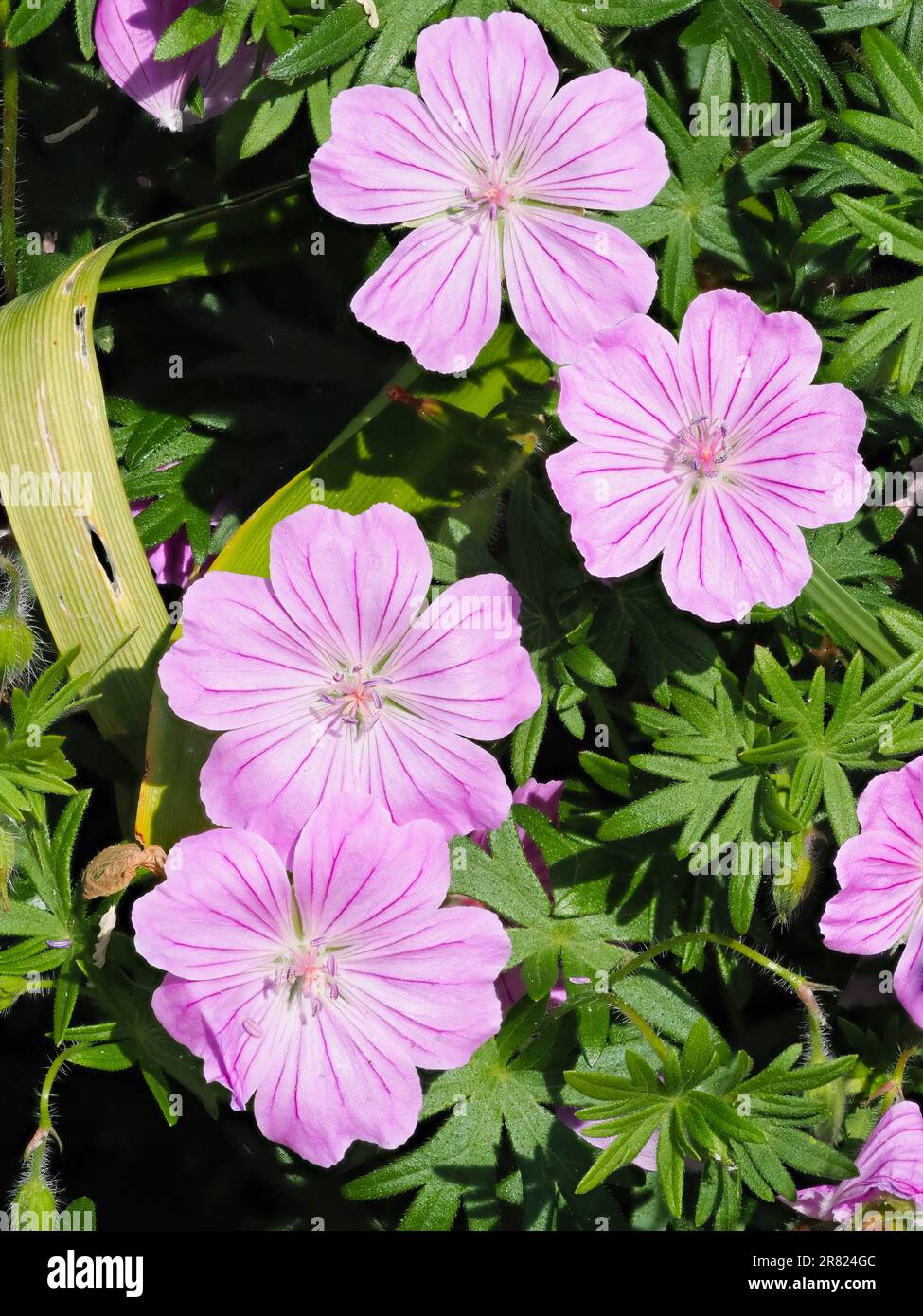 Fiori estivi della dura perenne sanguinosa cranesbilla, Geranium sanguineum 'Estate Rosa' Foto Stock
