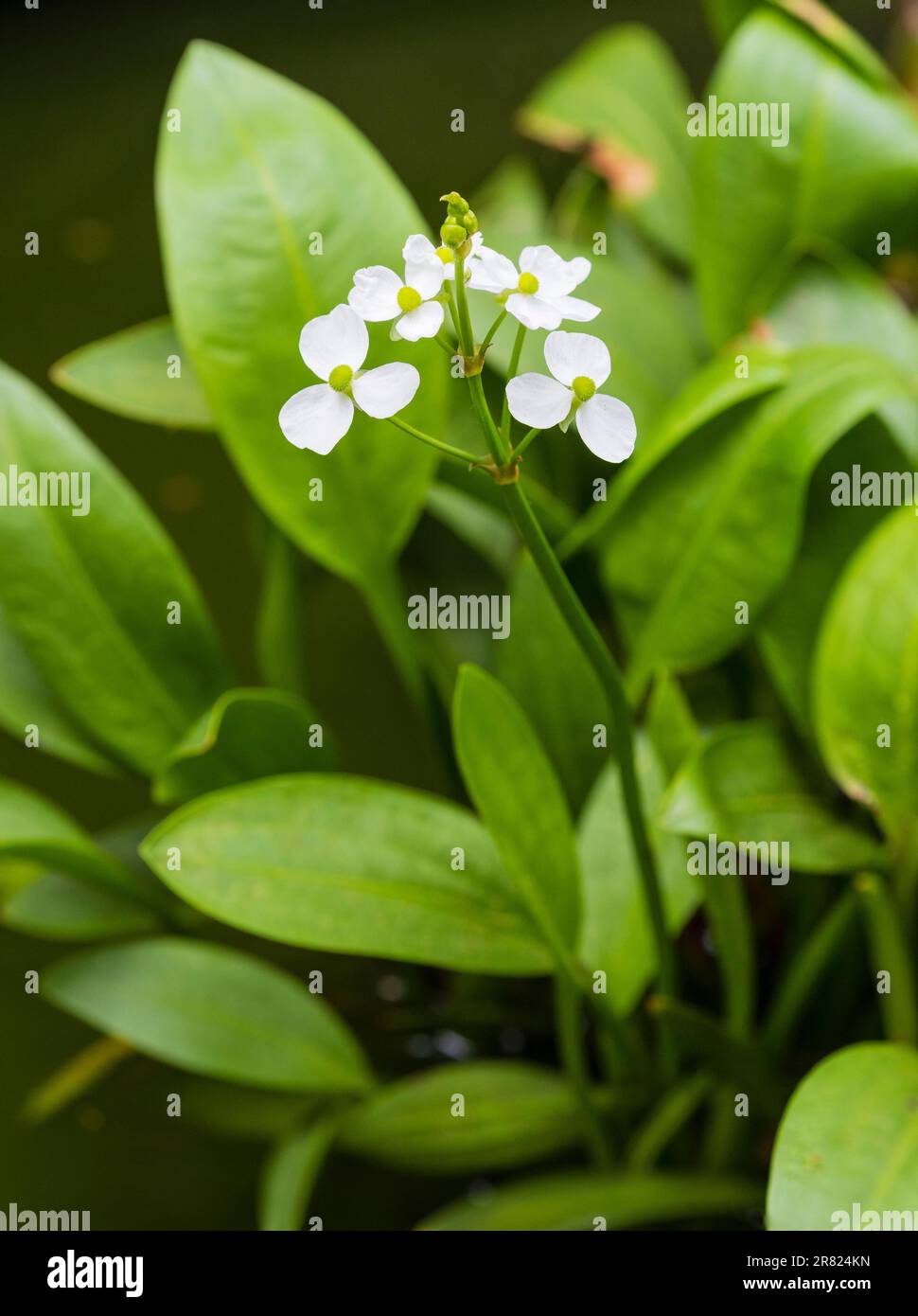 Fiori bianchi della fioritura estiva stagno marginale pianta, sagittaria graminea, avena foglia di freccia Foto Stock