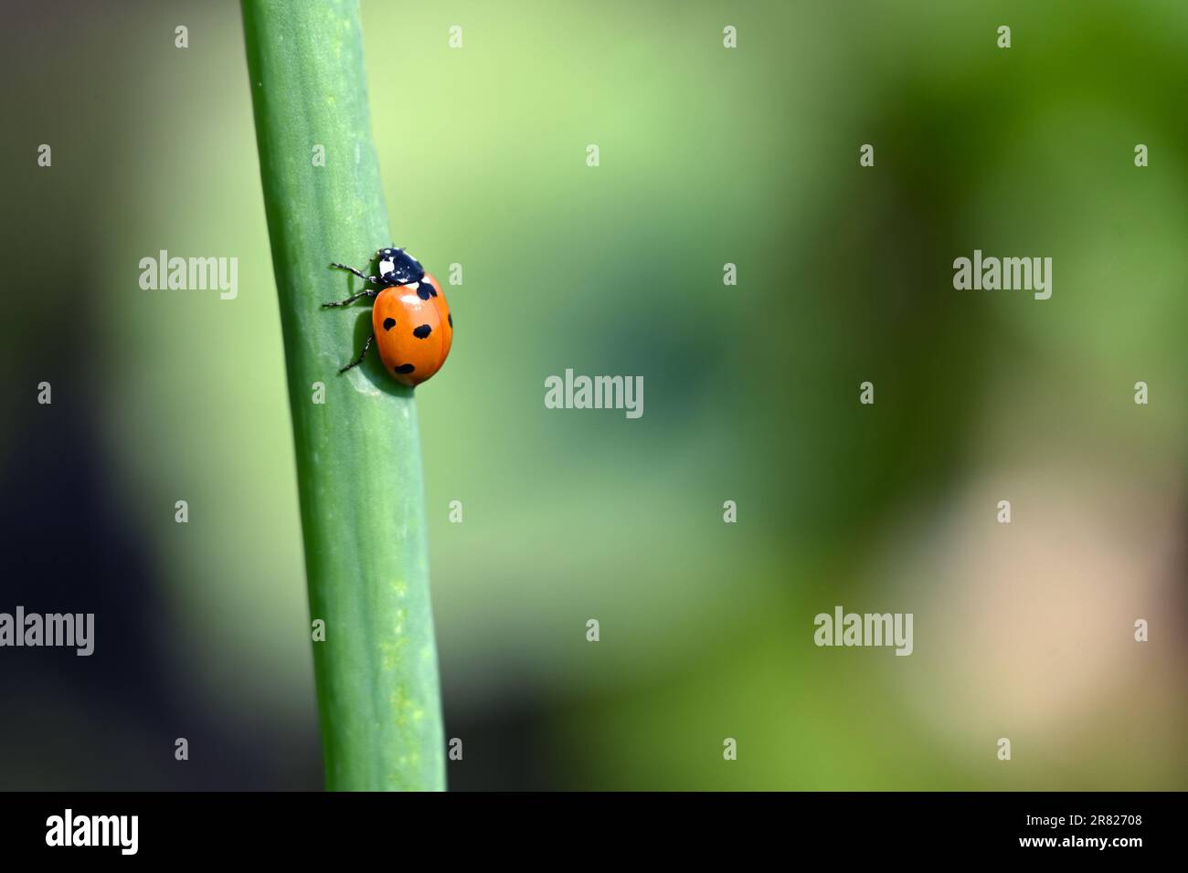 Ladybird che sale su una foglia di cipolla Foto Stock