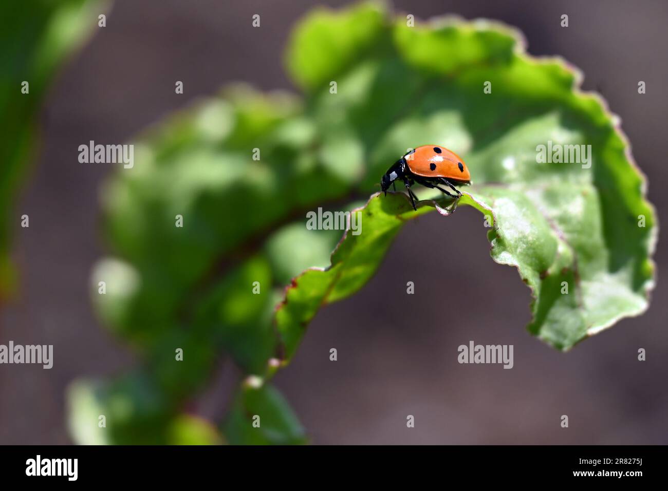 Primo piano di una coccinella (ladybird) su una foglia con sfondo naturale Foto Stock