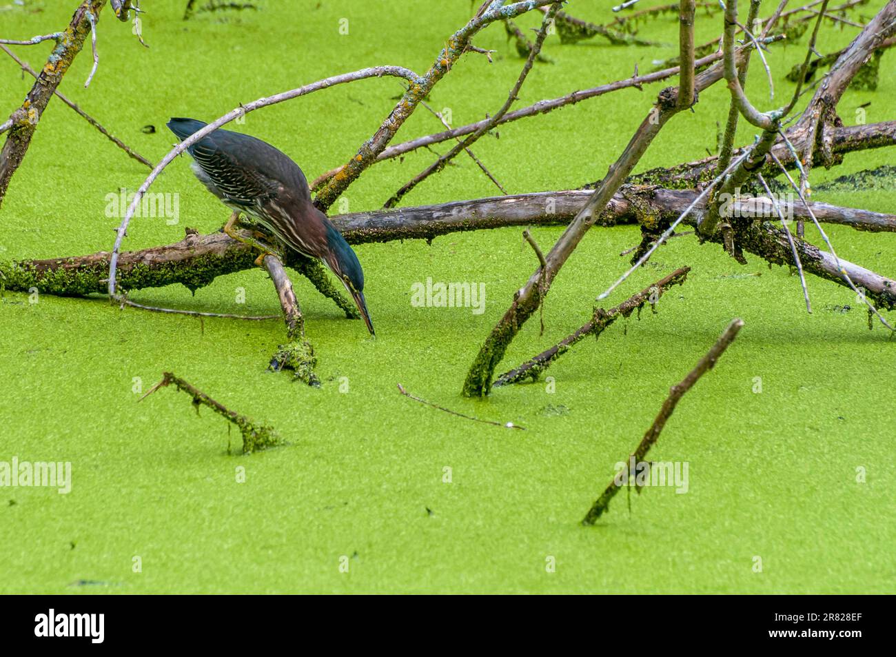 Vadnais Heights, Minnesota. Parco Regionale del Lago di Vadnais. Un airone verde, Butorides virescens caccia di pesce in uno stagno coperto di alge. Foto Stock
