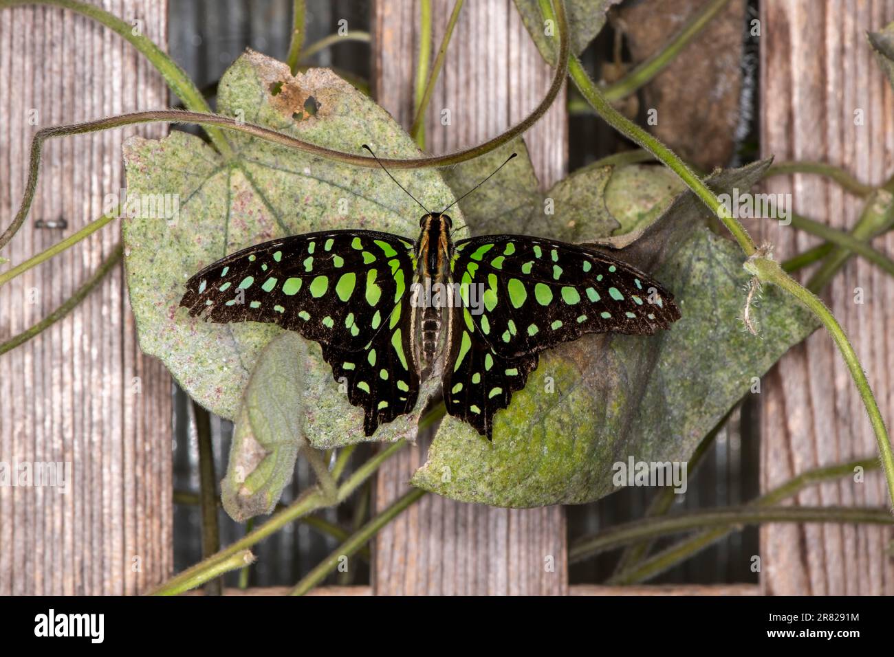 Mackinac Island, Michigan. Casa delle farfalle. Una farfalla Tailed Jay, Graphium agamemnon. Una farfalla tropicale che appartiene alla famiglia della coda di rondine. Foto Stock
