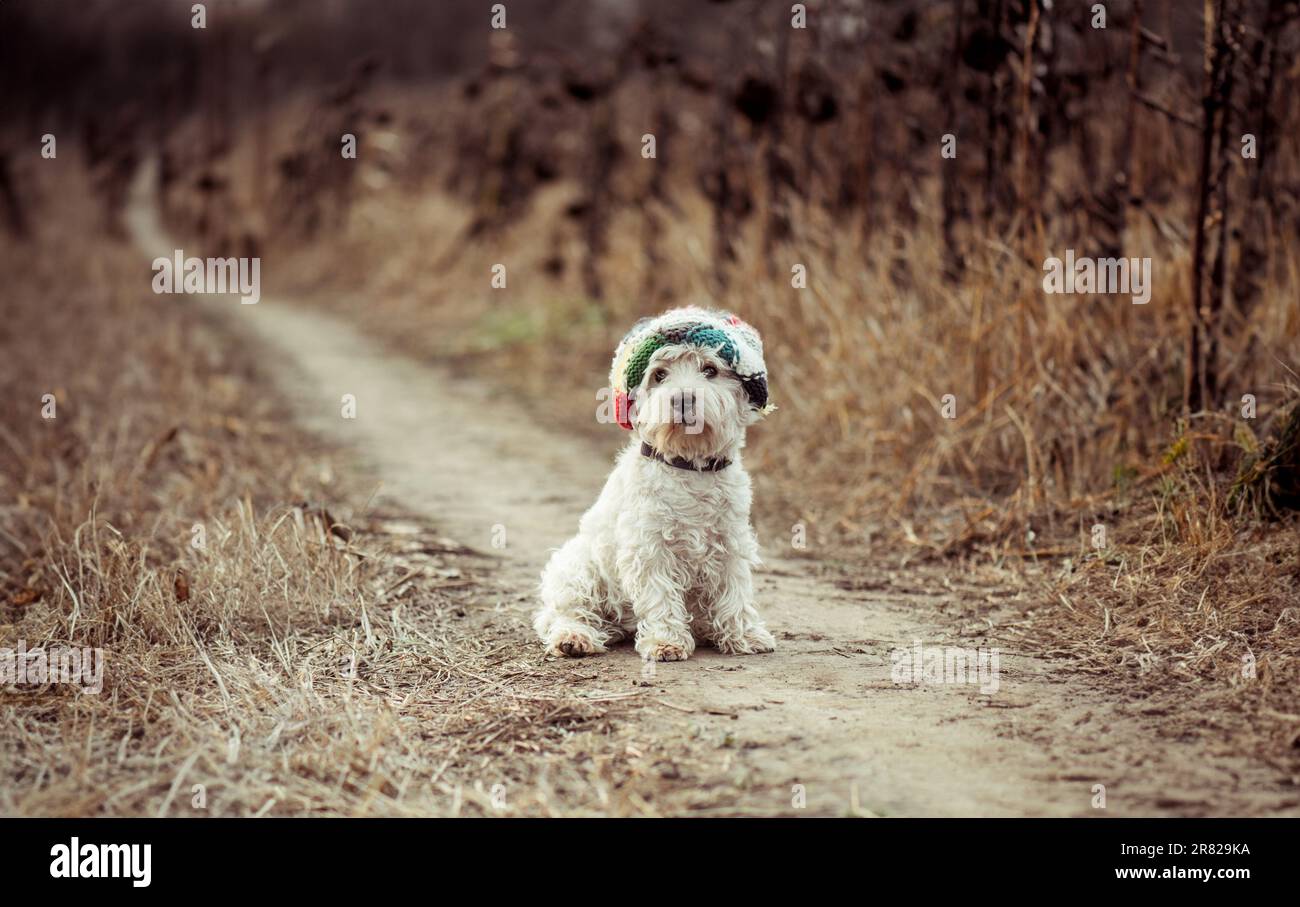 cane nel cappello camminare in un campo in autunno Foto Stock