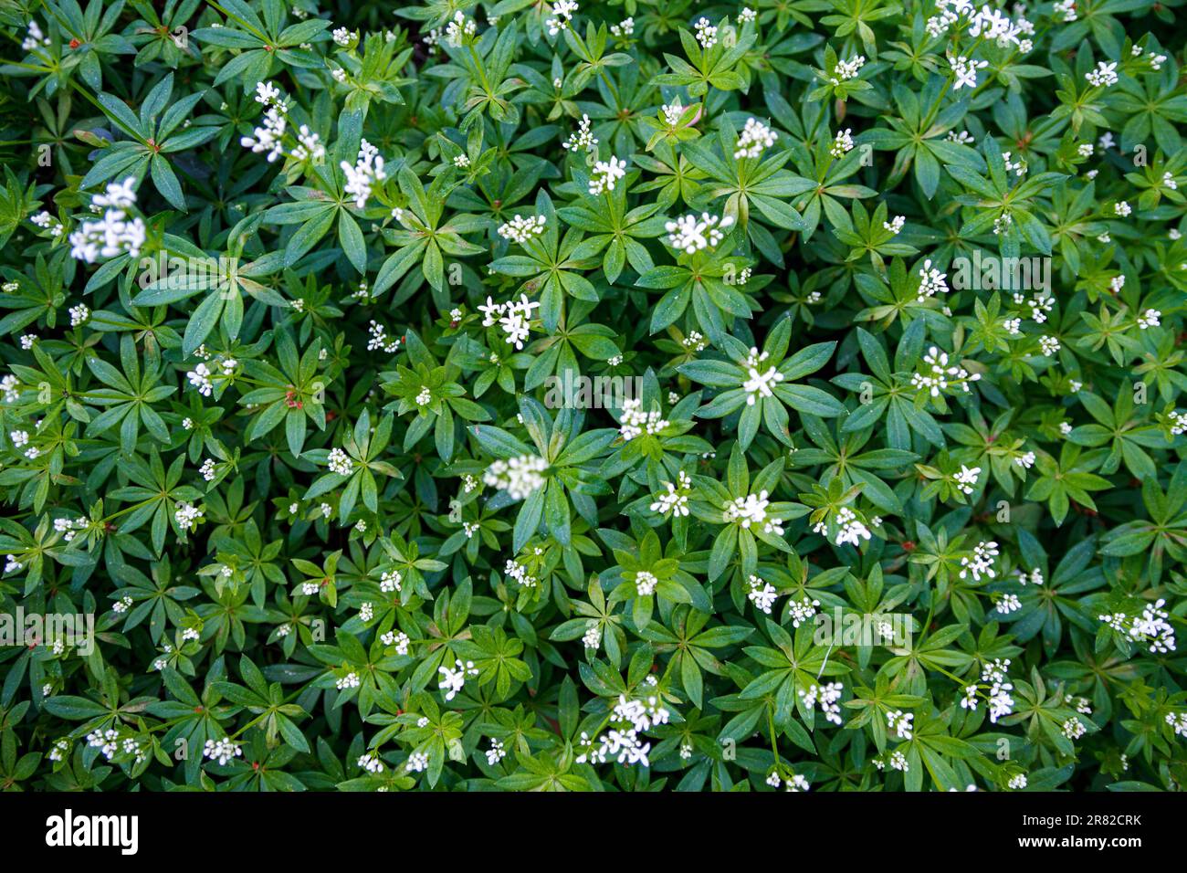Questa pianta vivace e colorata è caratterizzata da fiori bianchi che la fanno risaltare dalla folla Foto Stock