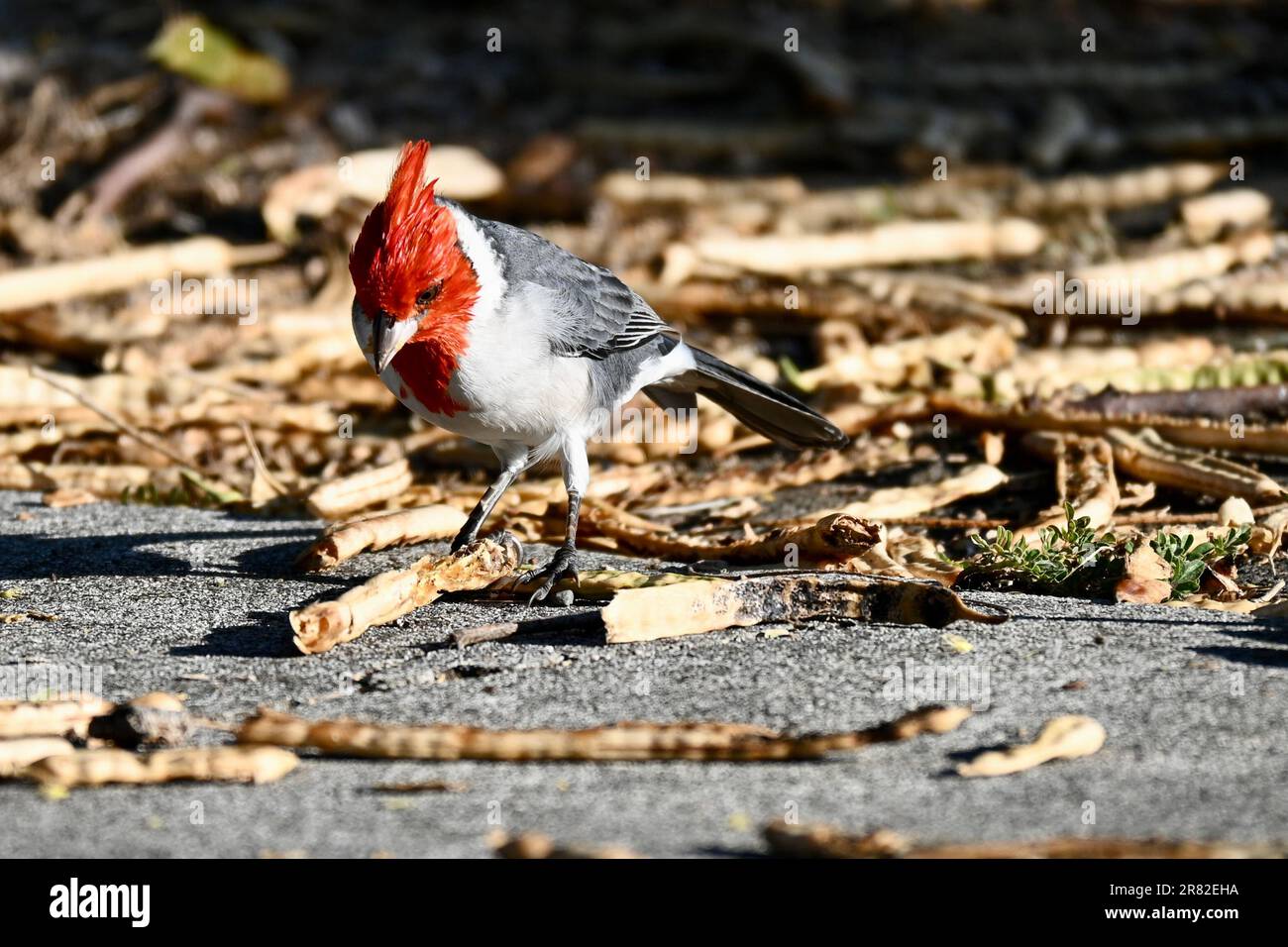 Rosso-crested cardinale Foto Stock