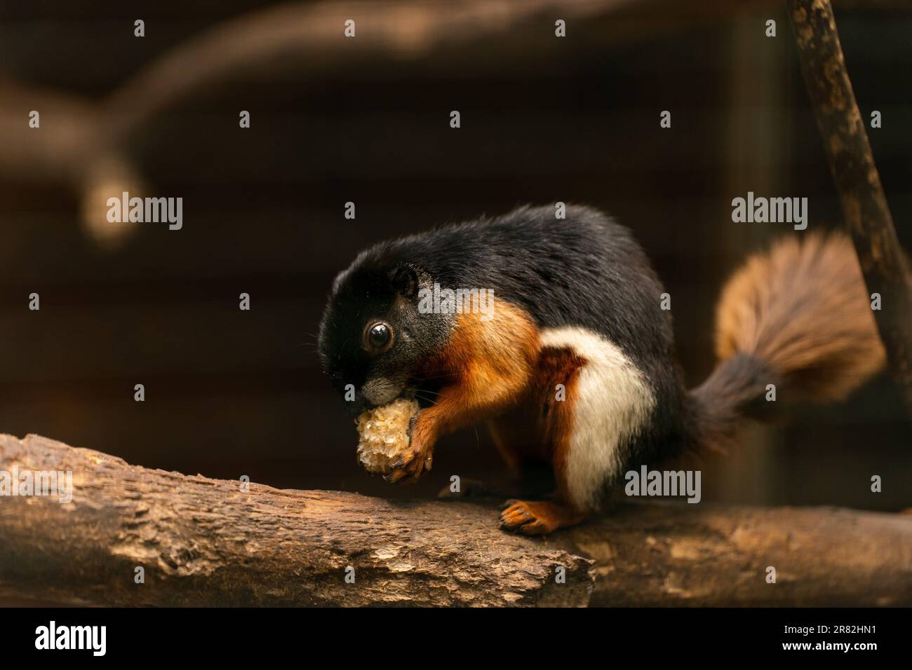 Uno scoiattolo di Prevost arroccato in cima a un ramo di albero di legno in un habitat zoologico Foto Stock