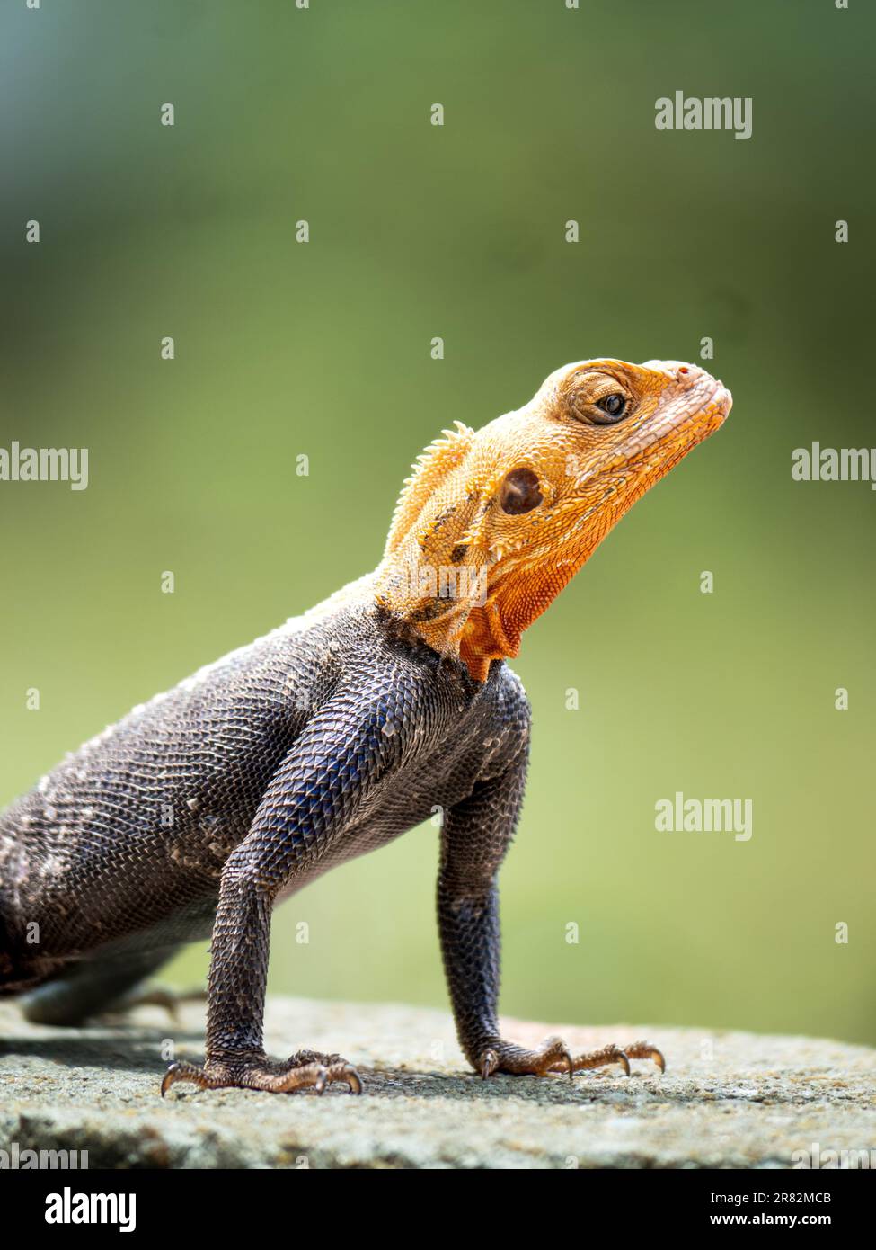 AGAMA maschio AGAMA Lizard con testa giallo brillante nell'Africa subsahariana, Liberia Foto Stock