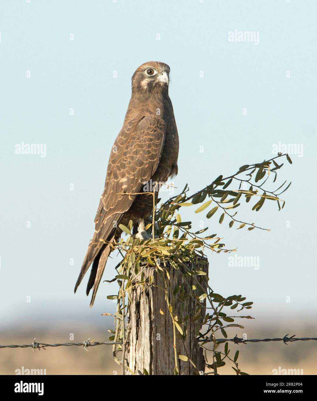 Falco marrone, Falco berigora, in posa di allerta, arroccato su un palo di recinzione con le intemperie contro il cielo azzurro nell'entroterra australiano Foto Stock