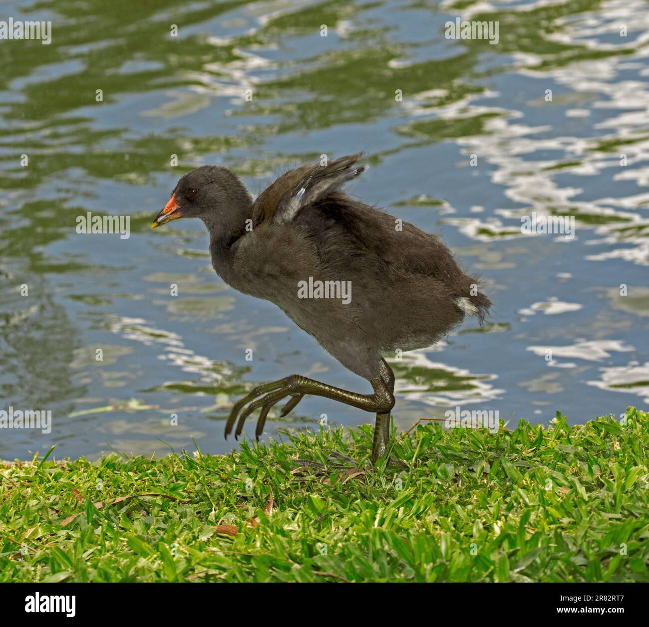 Dusky moorhen ragazza. Gallinula tenebrosa, con enormi piedi, che attraversa l'erba accanto all'acqua nel parco urbano in Australia Foto Stock