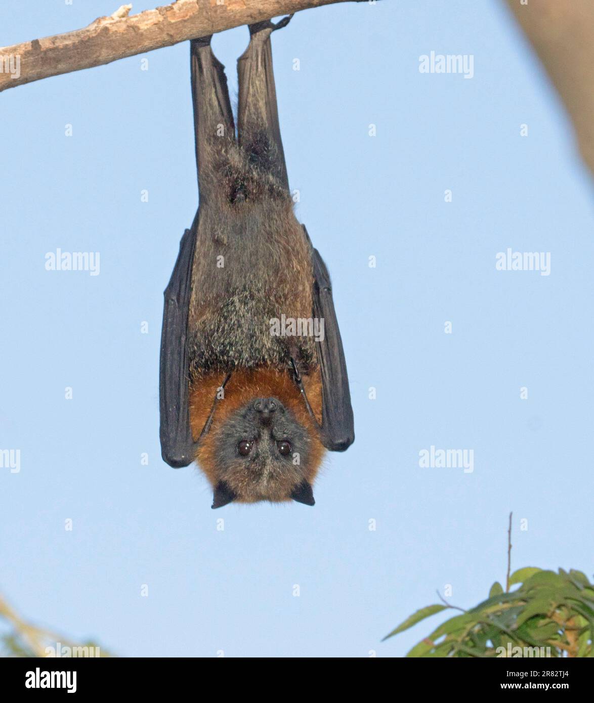 Pipistrello da frutta australiano con testa grigia / volpe volante, Pteropus poliocephalus, appeso in albero contro il cielo blu, nella natura selvaggia a Kyogle, New South Wales Foto Stock