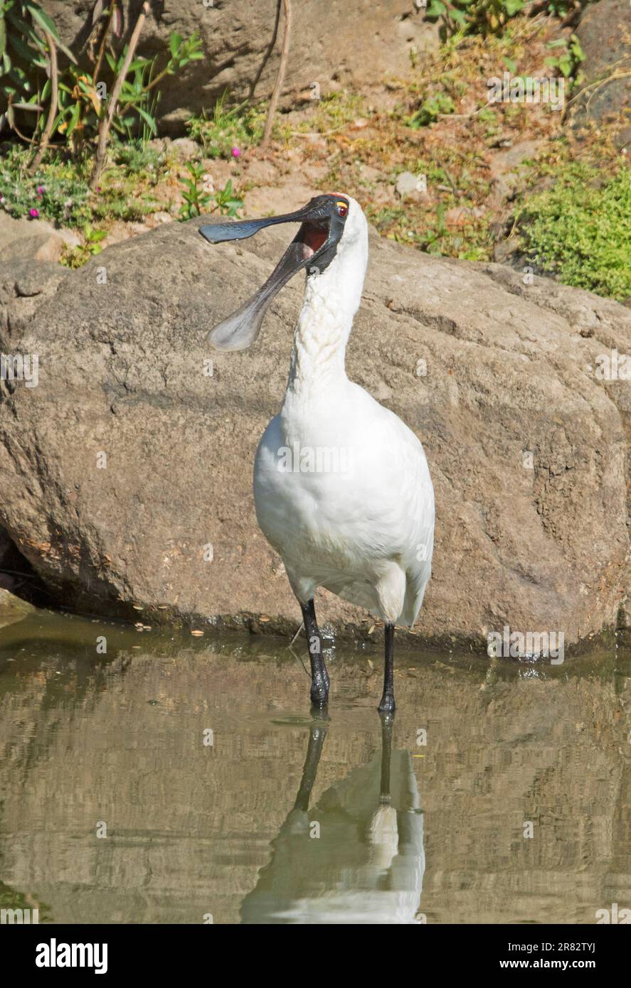 Royal Spoonbill, Platalea regia, si erge in acque cristalline del lago con un ottimo conto aperto nei giardini botanici di Bundaberg Foto Stock