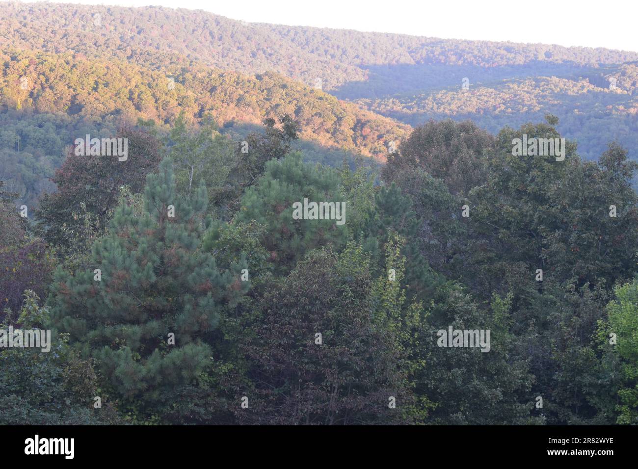 Montagne dell'Arkansas boscose con il sole che comincia a splendere su di loro mentre viene in su alla mattina. Foto Stock