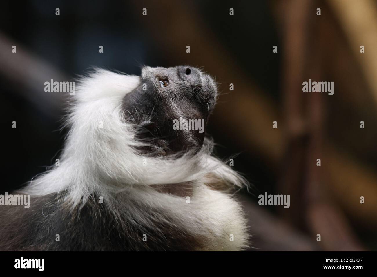 Una scimmia curiosa con un mantello di pelliccia bianca e nera Foto Stock