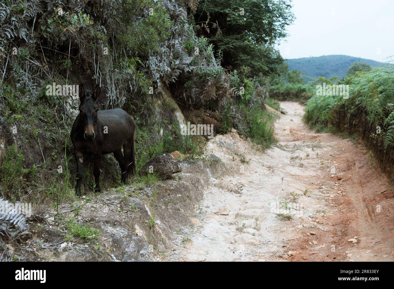 Mulo all'interno del Parco Nazionale della Serra da Bocaina, nello stato di São Paolo, Brasile Foto Stock