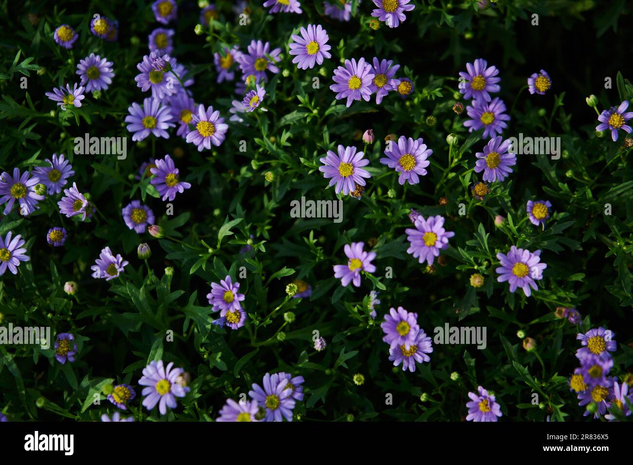 Primo piano di piante da fiore viola su un campo Foto Stock