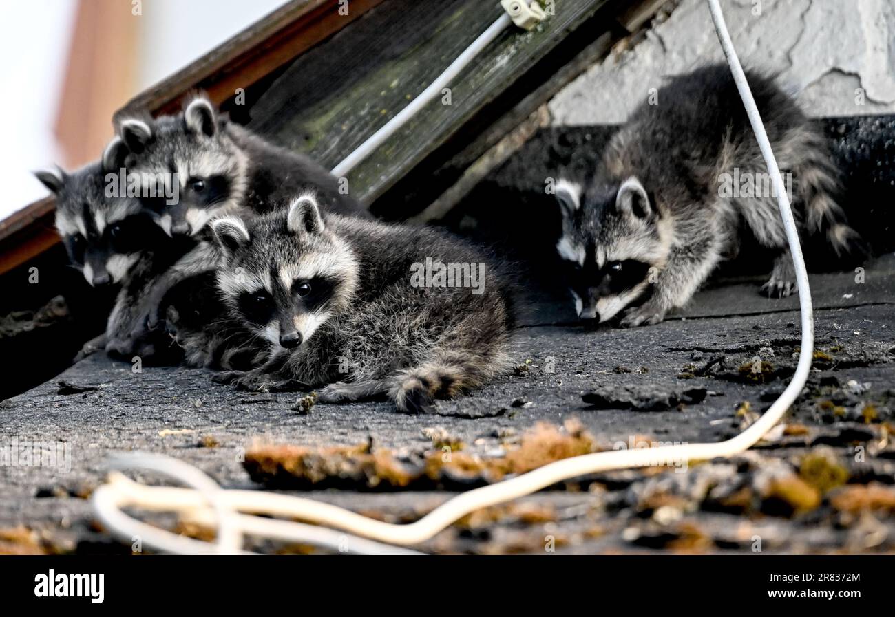 Berlino, Germania. 18th giugno, 2023. Quattro giovani procioni seduti sul tetto. I cuccioli di Raccoon lasciano il loro nascondiglio per la prima volta all'età di sei - nove settimane. Credit: Britten/dpa/Alamy Live News Foto Stock