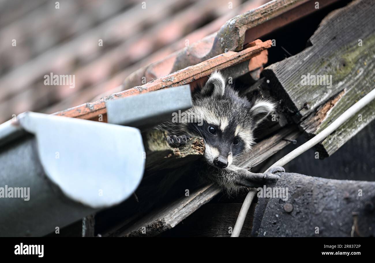 Berlino, Germania. 18th giugno, 2023. Un giovane raccoon striscia fuori dal suo nascondiglio. I cuccioli di Raccoon lasciano il loro nascondiglio per la prima volta all'età di sei - nove settimane. Credit: Britten/dpa/Alamy Live News Foto Stock