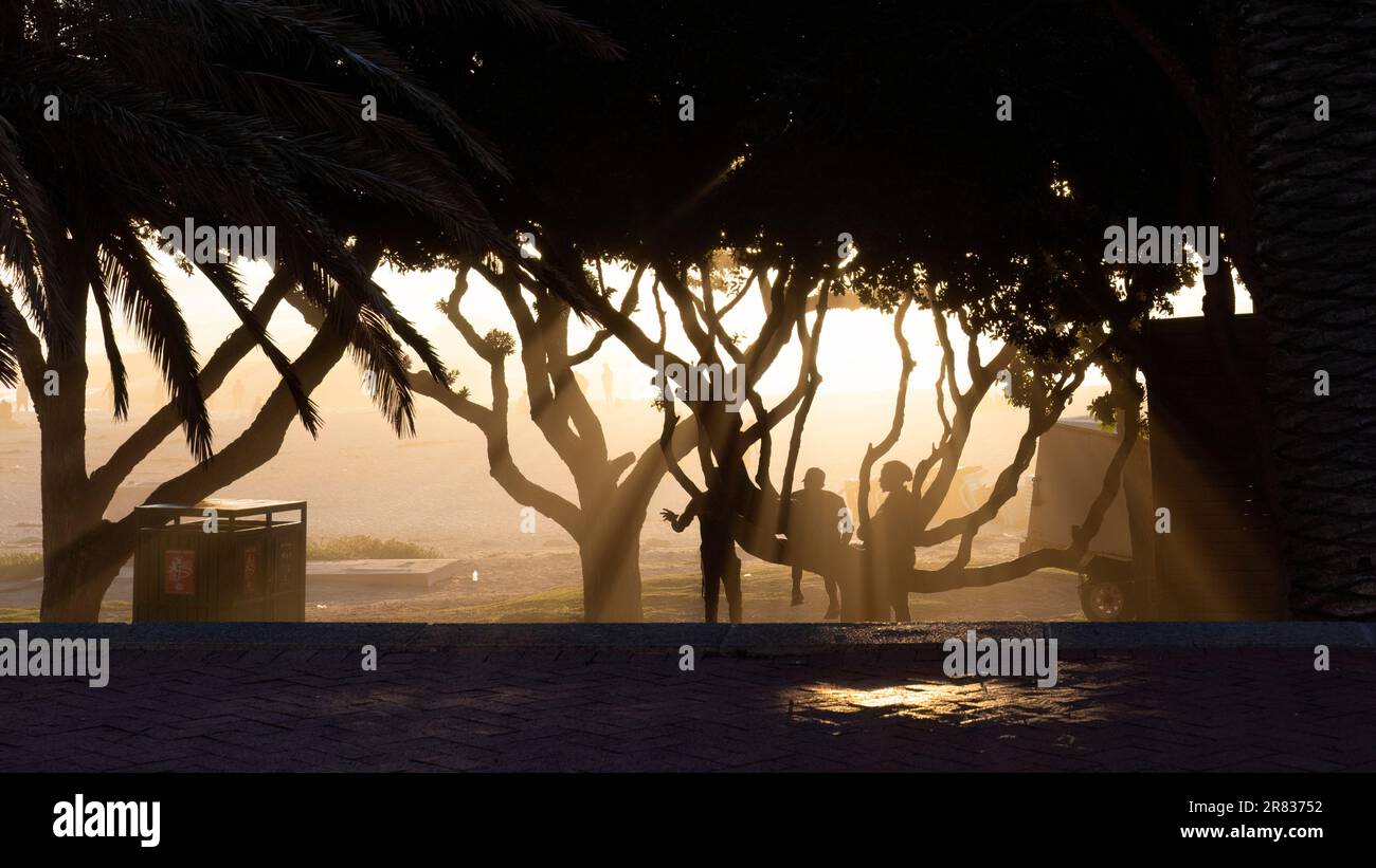 Luce solare che filtra attraverso gli alberi al tramonto a Camps Bay - Città del Capo, Sud Africa Foto Stock