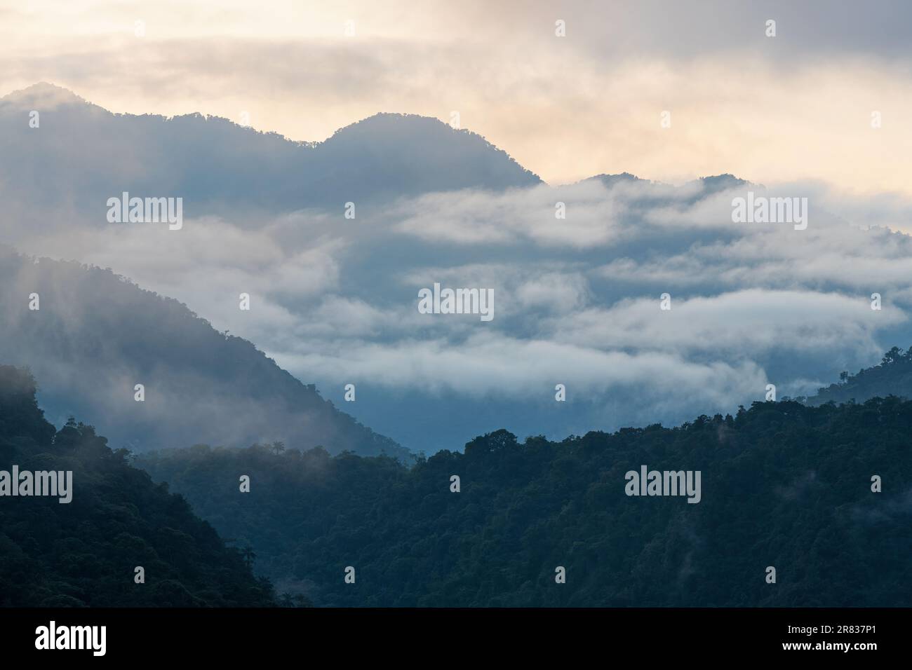 Mindo nube foresta all'alba in nebbia e nebbia, Mindo, Quito, Ecuador. Foto Stock