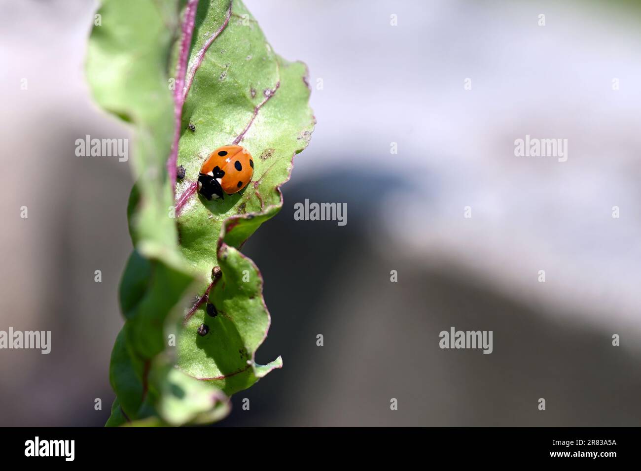 Primo piano di una coccinella (ladybird) su una foglia con sfondo naturale Foto Stock